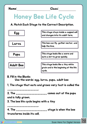 Honey Bee Life Cycle – Match Each Stage to Its Description