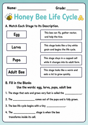 Honey Bee Life Cycle Worksheet | Grade 3 Essential