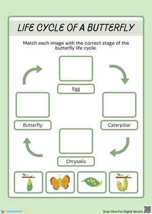 Life Cycle of a Butterfly – Matching Activity