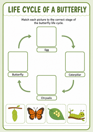 Butterfly Life Cycle Matching Worksheet | Grade 2 Ready