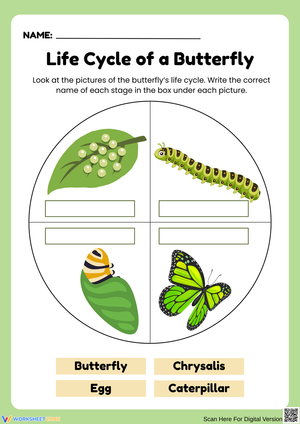 Life Cycle of a Butterfly – Label the Stages