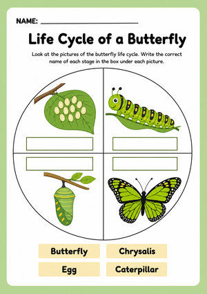 Printable Butterfly Life Cycle Worksheet | Grade 3 Science