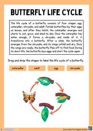 Butterfly Life Cycle – Drag and Drop Activity