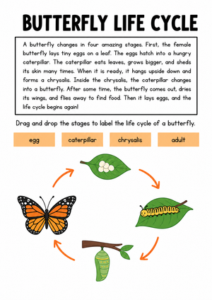 Grade 3 Butterfly Life Cycle — Printable No-Prep Worksheet