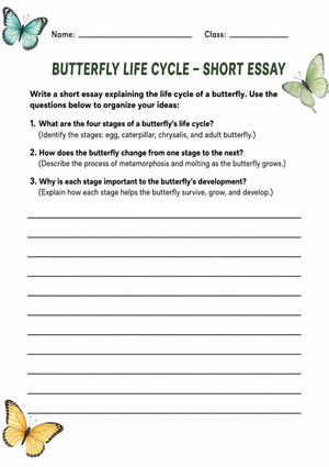 Butterfly Life Cycle Short Essay | Grade 5 Printable