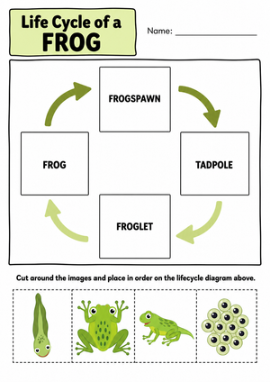 Grade 3 Frog Life Cycle — Printable No-Prep Worksheet