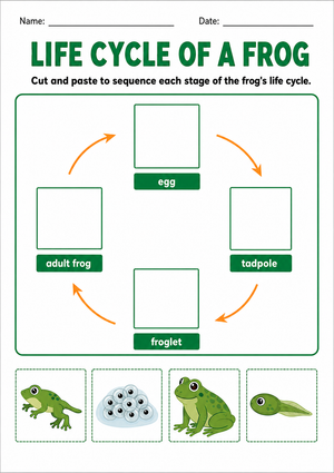 Frog Life Cycle Worksheet | Grade 3 Essential
