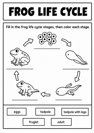 Frog Life Cycle Worksheet | Grade 3 Printable
