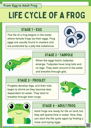 Life Cycle of a Frog Information Sheet