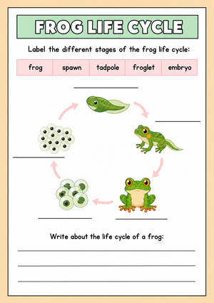 Grade 3 Frog Life Cycle — Printable No-Prep Worksheet