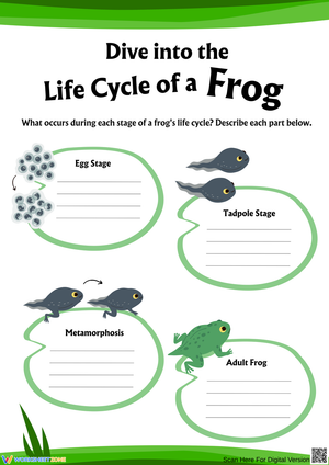 Describe Each Stage of a Frog’s Life Worksheet