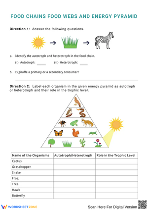 Food Chains, Food Webs, and Energy Pyramid Worksheet