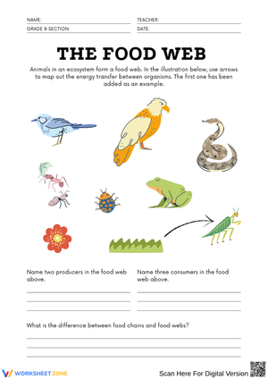 Food Web Worksheet: Trophic Levels and Energy Flow