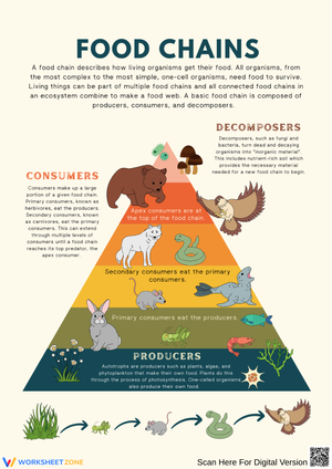 Food Chains Worksheet