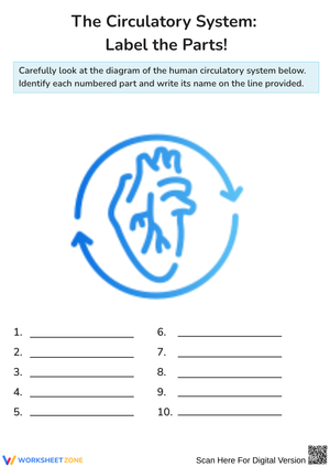 The Circulatory System: Label the Parts Worksheet
