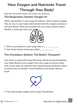 How Oxygen and Nutrients Travel Through Your Body Worksheet