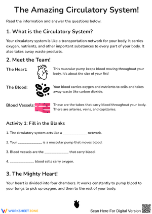 The Amazing Circulatory System Worksheet