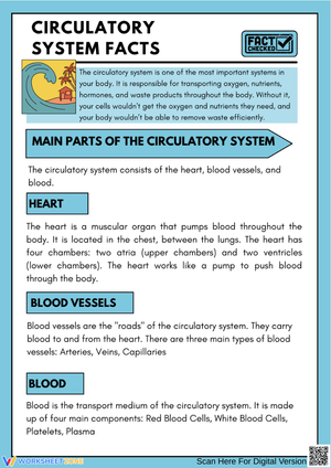 Circulatory System Facts Worksheet