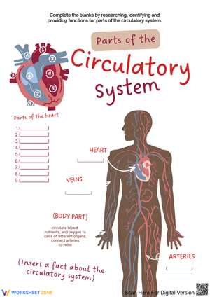 Parts of the Circulatory System Worksheet