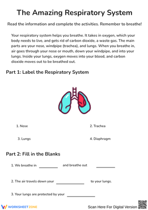 The Amazing Respiratory System Worksheet
