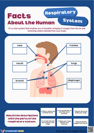 Respiratory System Facts Worksheet – Match the Descriptions