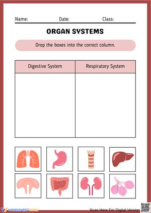 Organ Systems Sorting Worksheet