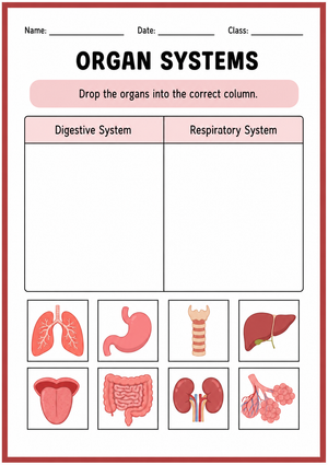 Organ Systems Sorting Worksheet | Grade 4 Essential