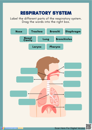 Respiratory System Labeling Worksheet