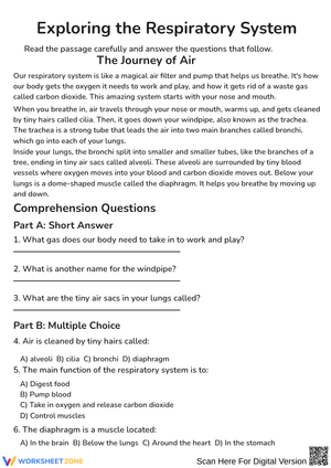 Exploring the Respiratory System Worksheet