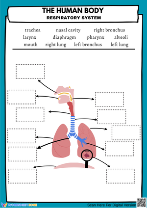 The Human Body Respiratory System Worksheet