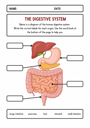 Grade 4 Digestive System — Printable No-Prep Worksheet