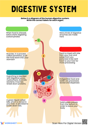 Digestive System Diagram Labeling Worksheet