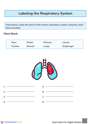 Respiratory System Labeling and Function Worksheet
