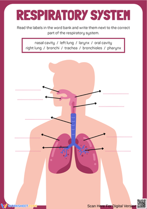 Respiratory System Diagram Labeling Worksheet