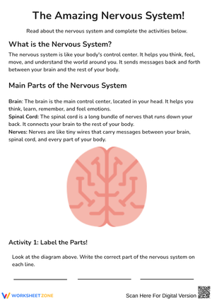 The Amazing Nervous System Worksheet