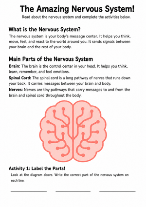 Grade 4 Nervous System — Printable No-Prep Worksheet