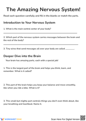 The Amazing Nervous System Question Worksheet