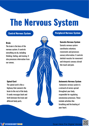 The Nervous System Diagram & Explanation Worksheet