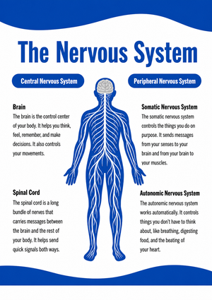 Grade 4 Nervous System — Printable No-Prep Worksheet