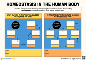 Homeostasis Regulation Graphic Organizer Worksheet