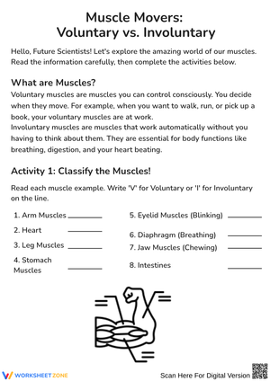 Voluntary and Involuntary Muscles Worksheet