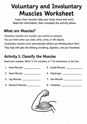 Essential Voluntary and Involuntary Muscles Worksheet