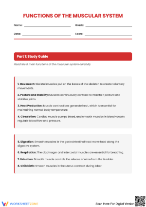 Functions of the Muscular System Worksheet