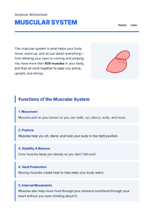 Muscular System Reading & Muscle Types Worksheet
