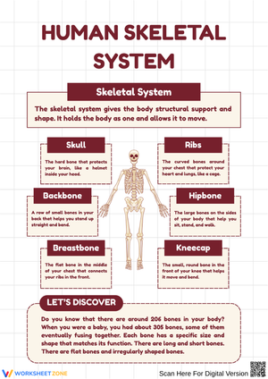Human Skeletal System Diagram & Vocabulary Worksheet