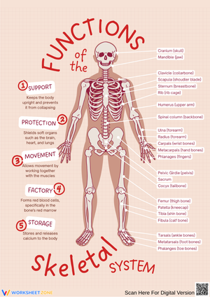 Functions of the Skeletal System Diagram Worksheet