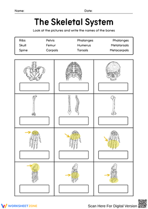 Skeletal System Bone Labeling Worksheet