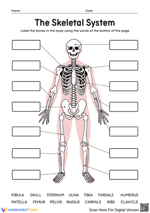 Skeletal System Labeling Practice Worksheet