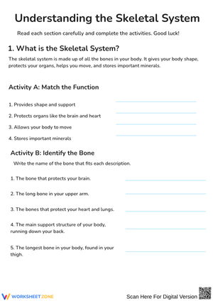 Understanding the Skeletal System Worksheet