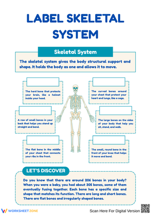 Label the Skeletal System Worksheet